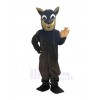 Coyote mascot costume
