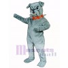 Cute Bulldog with Collar Mascot Costume