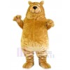 Bear mascot costume
